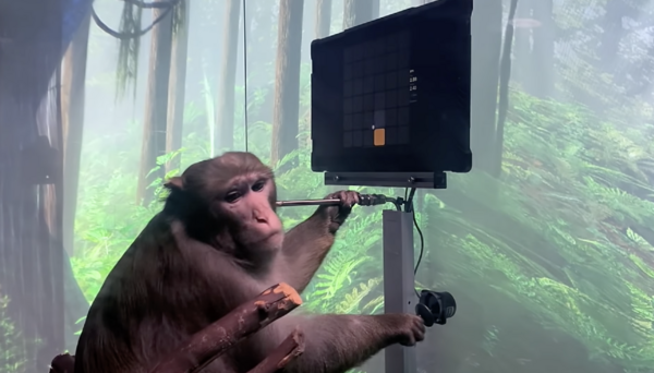 Ο Έλον Μασκ τα κατάφερε: Ένας πίθηκος μόλις έπαιξε videogames «τηλεπαθητικά» με εμφυτεύματα στο εγκέφαλο