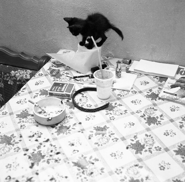 γατάκι σε τραπέζι
