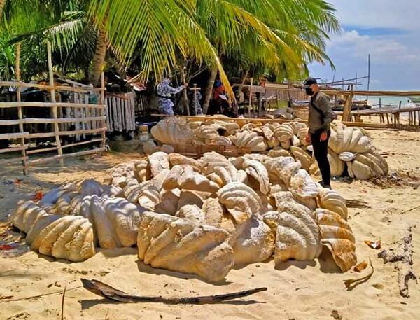 Φιλιππίνες: Κατασχέθηκαν γιγάντιες αχιβάδες με αξία σχεδόν 25 εκατ. δολάρια