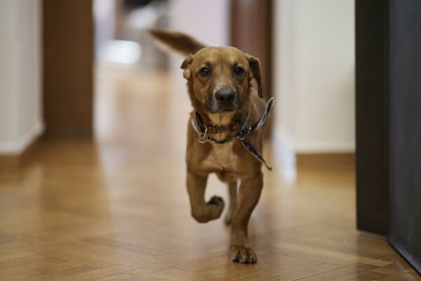 Ο Μητσοτάκης υιοθέτησε αδέσποτο σκύλο στο Μαξίμου (Φωτογραφίες)