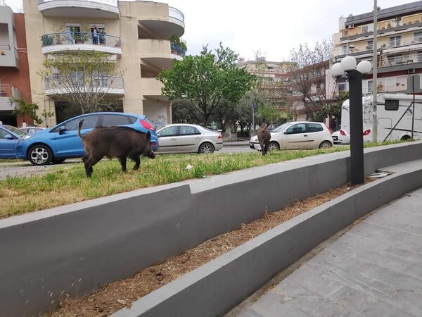 Αγριογούρουν «κόβουν» βόλτες στο κέντρο της Θεσσαλονίκης: Τι ανυσηχεί τους ειδικούς (Εικόνες)