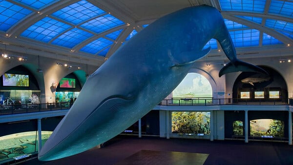 Η περίφημη Μπλε Φάλαινα του Μουσείου Φυσικής Ιστορίας γίνεται σποτ εμβολιασμού