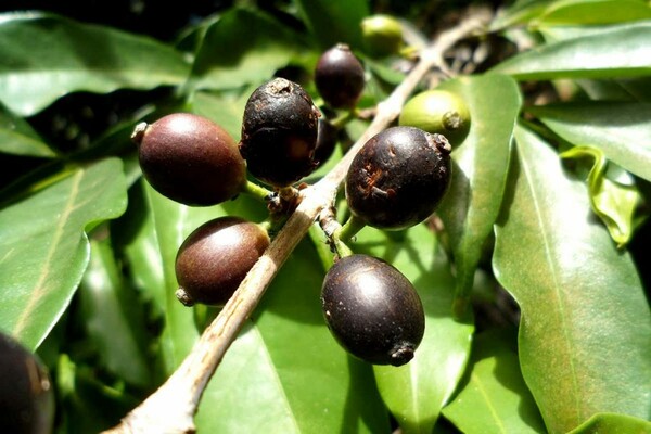 Forgotten' coffee plant re-discovered in West Africa