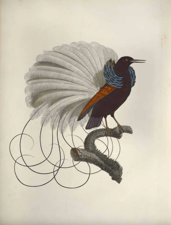 Τα σπάνια και εξωτικά πουλιά και μια ιστορία διακοσίων ετών, στο μουσείο του Τολέδο