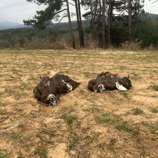 WWF: Μία γυναίκα και ο σκύλος της δίνουν καθημερινή μάχη με τα δηλητηριασμένα δολώματα