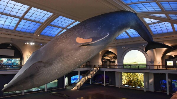 Νεοϋορκέζοι εμβολιάζονται κάτω από την τεράστια μπλε φάλαινα στο Μουσείο Φυσικής Ιστορίας