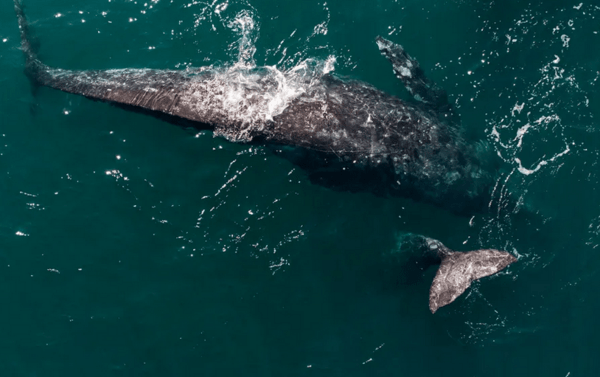 Γκρίζα φάλαινα εθεάθη για πρώτη φορά στις ακτές της Γαλλίας στη Μεσόγειο 