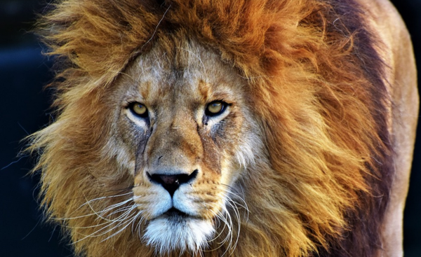 Νότια Αφρική: Η κυβέρνηση θα απαγορεύσει την εκτροφή λιονταριών σε αιχμαλωσία, δεν αλλάζει τους κανόνες για το κυνήγι μεγάλων θηραμάτων 