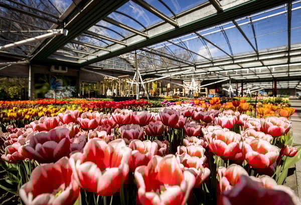 Στο Keukenhof φυτεύονται κάθε χρόνο 7 εκατομμύρια λουλούδια και ζουν για μόλις δυο μήνες
