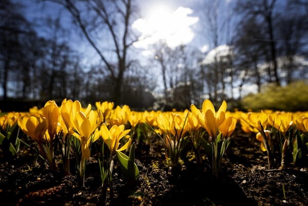 Στο Keukenhof φυτεύονται κάθε χρόνο 7 εκατομμύρια λουλούδια και ζουν για μόλις δυο μήνες