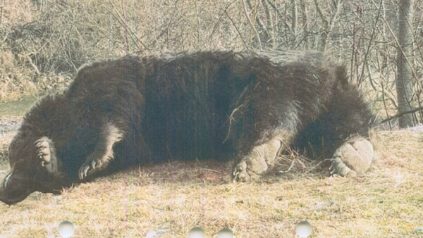 Πρίγκιπας του Λιχτενστάιν κατηγορείται πως σκότωσε τη μεγαλύτερη αρκούδα της Ρουμανίας «και ίσως της Ευρώπης» - Έντονες αντιδράσεις