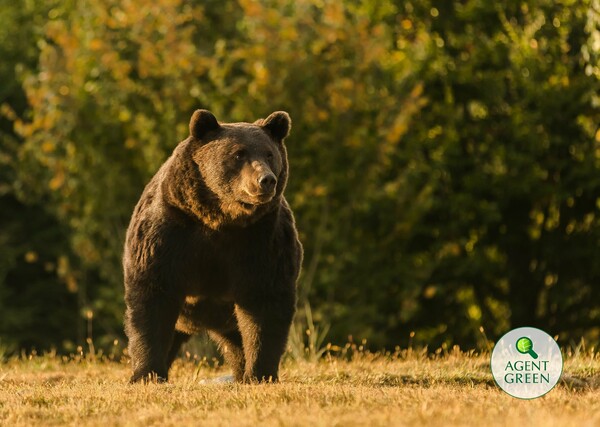 Liechtenstein prince accused of shooting Romania’s largest bear τη μεγαλύτερη αρκούδα της Ρουμανίας «και ίσως της Ευρώπης» 