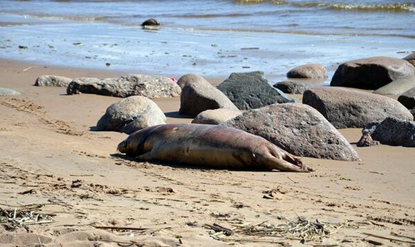 Ρωσία: Περισσότερες από 150 νεκρές φώκιες εντόπισαν επιστήμονες στα παράλια της Κασπίας Θάλασσας