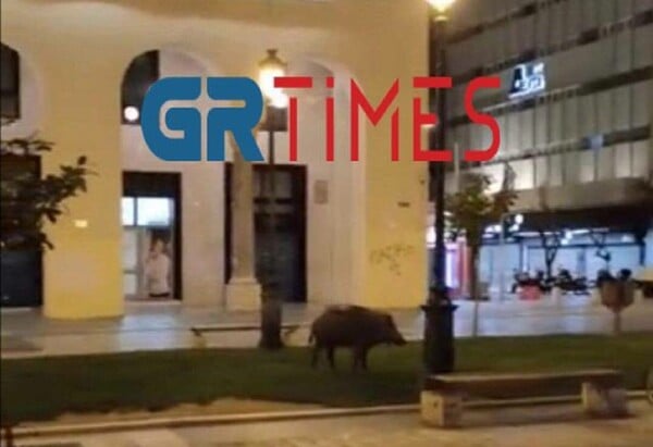 Θεσσαλονίκη: Πρωτοφανείς εικόνες – Αγριογούρουνο «έκοβε βόλτες» στην πλατεία Αριστοτέλους (βίντεο)