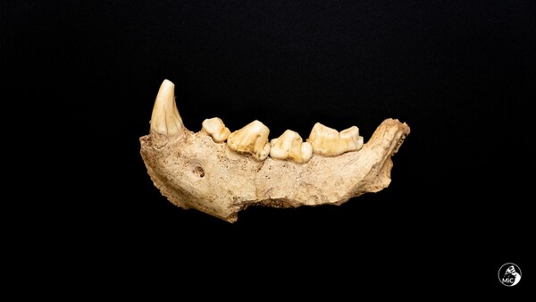 Neanderthal remains unearthed in Italian cave