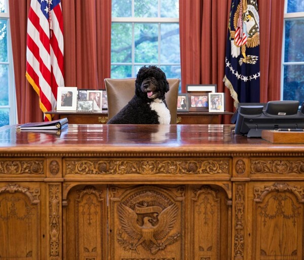 Πέθανε ο Μπο, ο σκύλος των Ομπάμα- Το συγκινητικό «αντίο» της οικογένειας