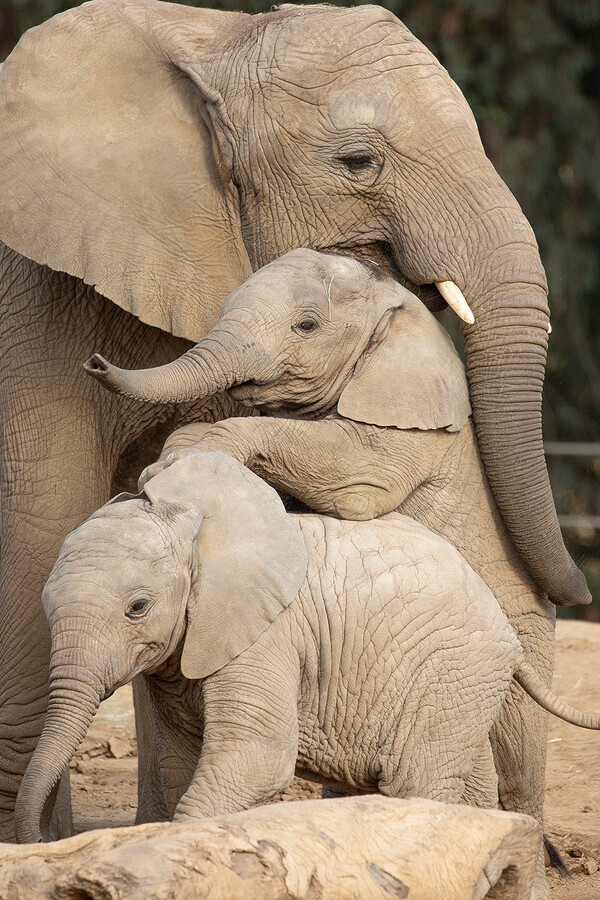 Ελέφαντες δίνουν το μητρικό γάλα τους σε ορφανά μικρά - Το πρωτοπόρο «πείραμα» στο Σαν Ντιέγκο