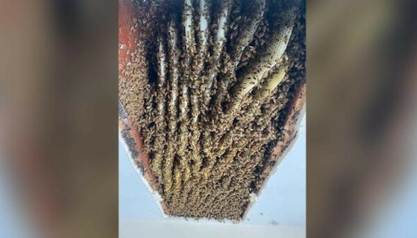 Τζόρτζια: Γυναίκα βρήκε τουλάχιστον 100.000 μέλισσες στο σπίτι της- Και δεν ήταν η πρώτη φορά