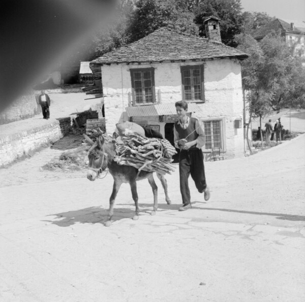 γαϊδούρι μέτσοβο