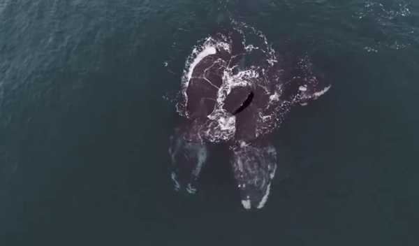 Φάλαινες κολυμπούν αγκαλιασμένες