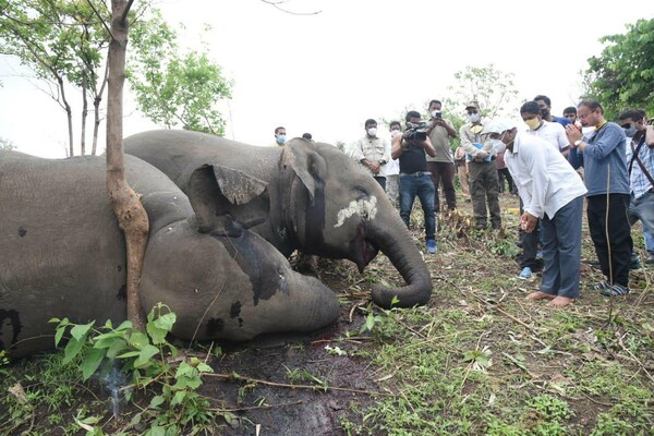 Ινδία: 18 ελέφαντες νεκροί σε δάσος από κεραυνούς 