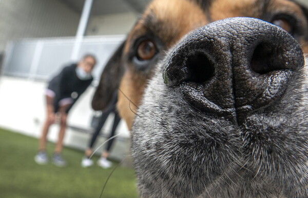 Your Next Covid-19 Test Could Be a Dog’s Sniff
