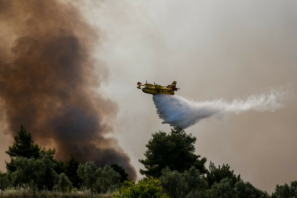 WWF: Η πρόληψη σώζει τα δάση, αλλά τα κονδύλι πηγαίνουν στην καταστολή των πυρκαγιών