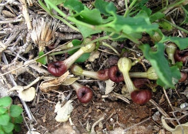 Aristolochia misrostoma: Το λουλούδι της Ελλάδας που μυρίζει σαν ψόφιο έντομο για να «παγιδεύσει» τα ζωντανά