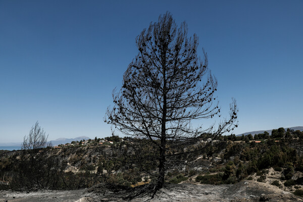 WWF: Η πρόληψη σώζει τα δάση, αλλά τα κονδύλι πηγαίνουν στην καταστολή των πυρκαγιών