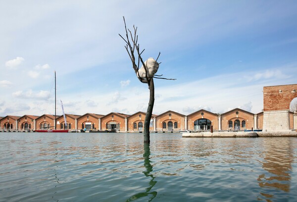 Η λεύκα που «ακούει» τη φωνή του κόσμου, στη Μπιενάλε της Βενετίας από τον Τζουζέπε Πενόνε