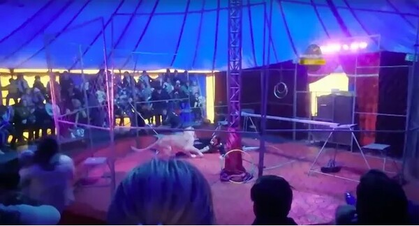 Θηριοδαμαστής τσίρκου δέχθηκε επίθεση από λιοντάρι μπροστά σε γονείς και παιδιά