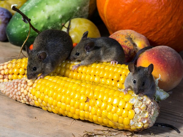 Αυστραλία: Ποντίκια «απειλούν» το Σίδνεϊ και τις αγροτικές καλλιέργειες 