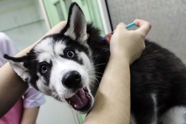 Ρωσία: Στη Ρωσία ξεκίνησε ο εμβολιασμός των ζώων κατά του κορωνοϊού