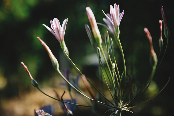 Brodiaea californica