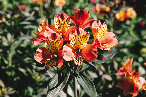 Alstroemeria «Indian Summer»