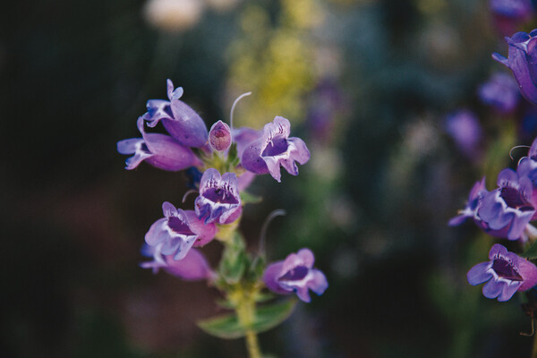 Penstemon cobaea