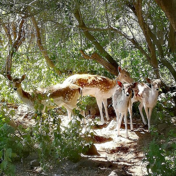 10 νέες φωτογραφίες απ' τα τέλεια ζώα των αναγνωστών μας #674