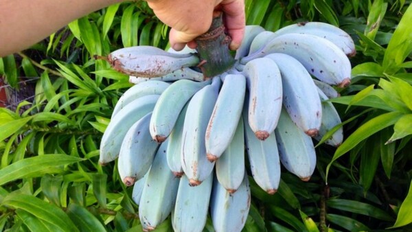 blue bananas