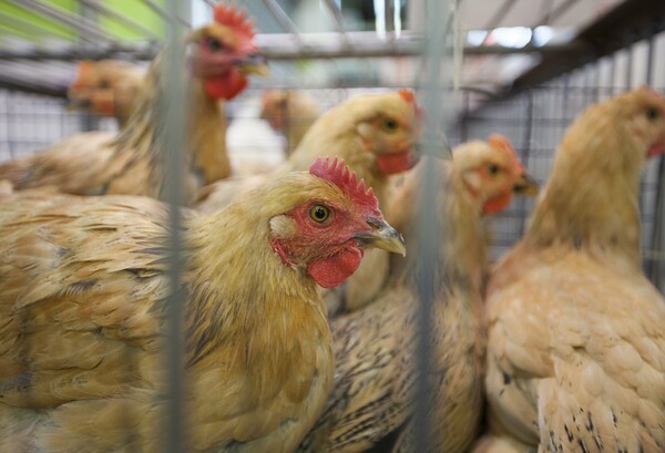 Η Κίνα κατέγραψε το πρώτο κρούσμα γρίπης των πτηνών H10N3 σε άνθρωπο