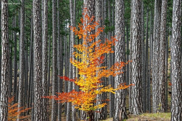 Η ομορφιά των ελληνικών περιοχών Natura 2000 σε 40 εντυπωσιακές φωτογραφίες