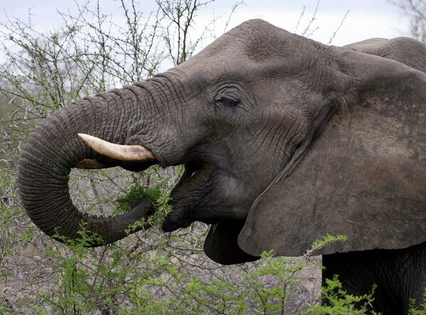 «Νεκρή γη» άφησαν πίσω τους ελέφαντες που διέφυγαν από καταφύγιο στην Κίνα - Πάνω από 1 εκατ.δολ. οι ζημιές 