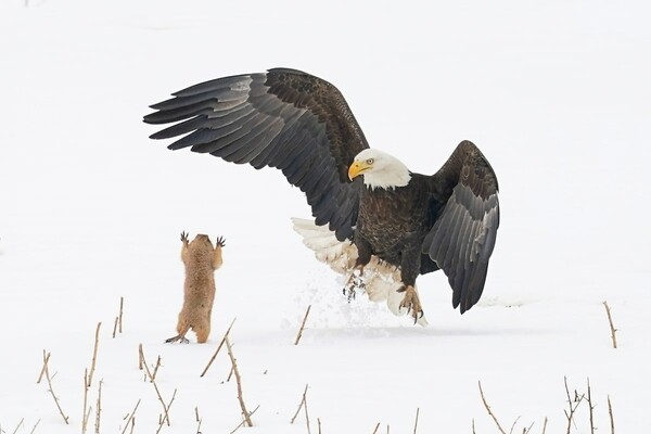 Hilarious Early Entries From the 2021 Comedy Wildlife Photography Awards