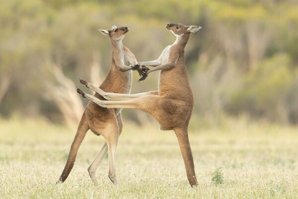 Hilarious Early Entries From the 2021 Comedy Wildlife Photography Awards