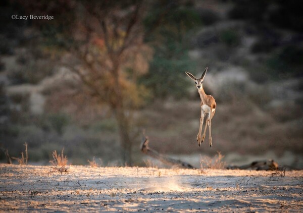 Hilarious Early Entries From the 2021 Comedy Wildlife Photography Awards