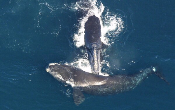 Οι φάλαινες του Βόρειου Ατλαντικού μικραίνουν σε μέγεθος λόγω των αλιευτικών εργαλείων