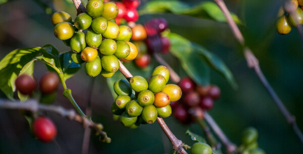 Coffee Berry: Η νέα σειρά βιολογικών καφέδων είναι το καθημερινό μου ραντεβού με την απόλαυση
