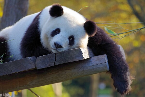 Japan panda: Possible pregnancy bumps restaurant stock price