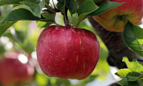 Γιατί τα μήλα βρίσκονται σε άμεσο κίνδυνο