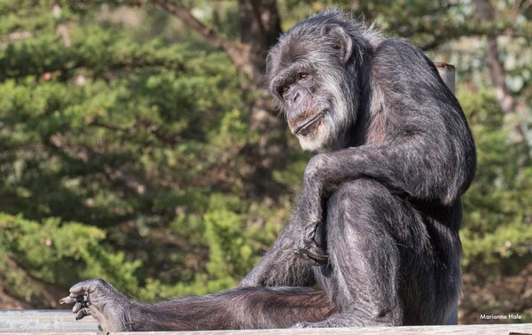 Oldest male chimpanzee in U.S. dies at age 63 at California zoo