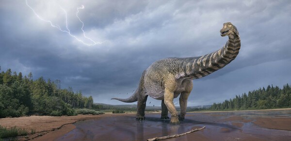 O δεινόσαυρος που εντοπίστηκε στην Αυστραλία είναι ο μεγαλύτερος στην ήπειρο, λένε οι επιστήμονες